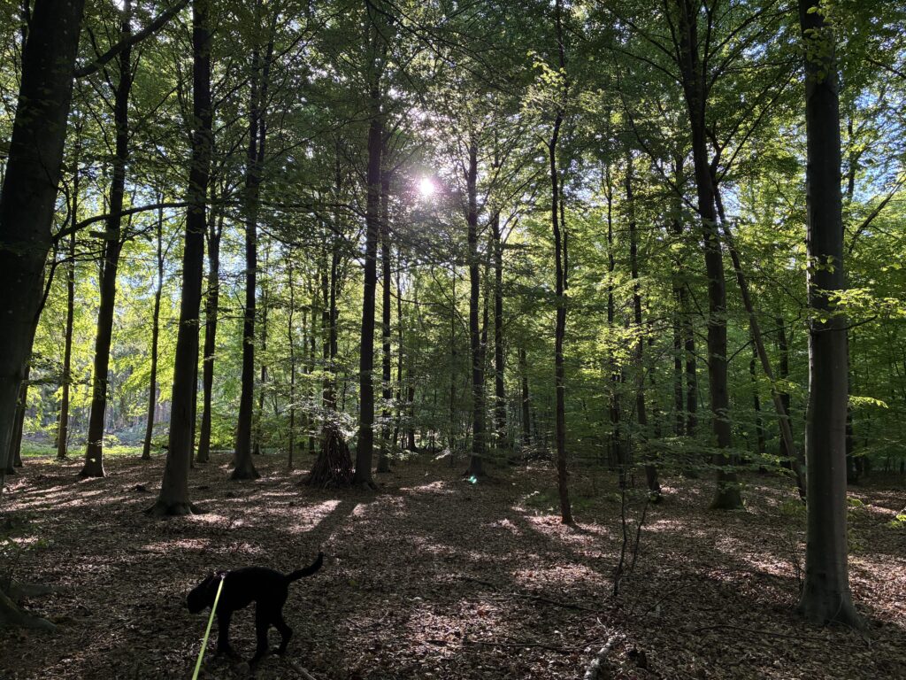 Sollys i en stille skov med en hund, der går mellem træerne